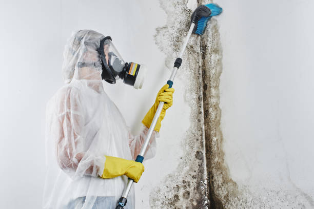 Best Mold Remediation  in Carle Place, NY