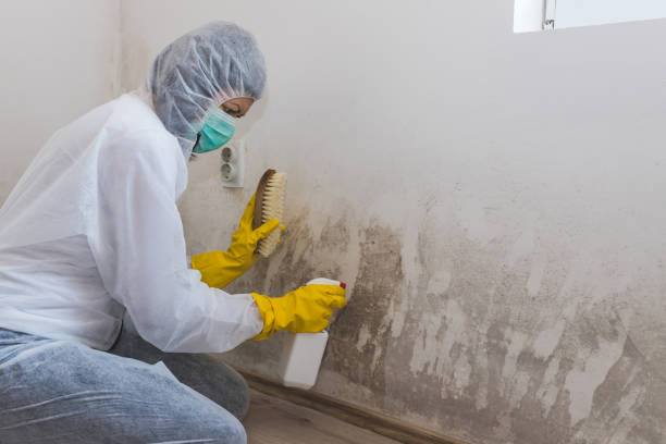 Best Local Mold Removal Service  in Carle Place, NY