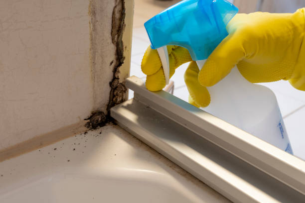 Best Mold Remediation Experts  in Carle Place, NY