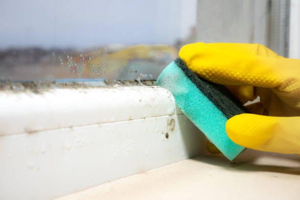 Best Emergency Mold Removal  in Carle Place, NY