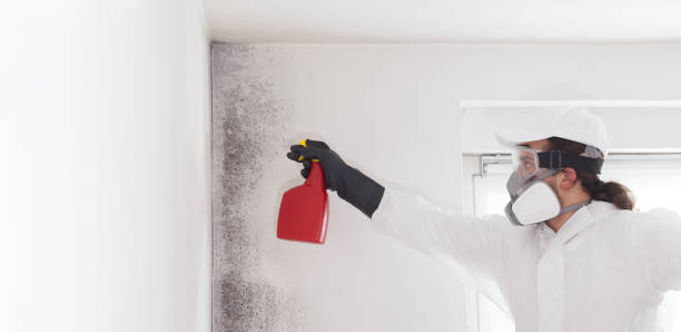 Best Professional Mold Removal  in Carle Place, NY