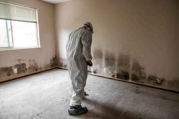 Best Mold Removal Process  in Carle Place, NY