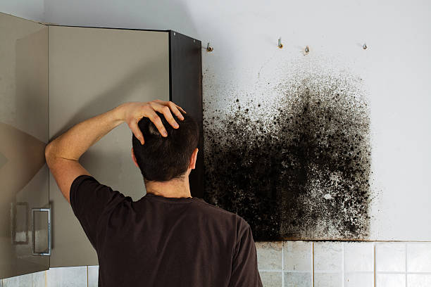 Best Certified Mold Removal  in Carle Place, NY