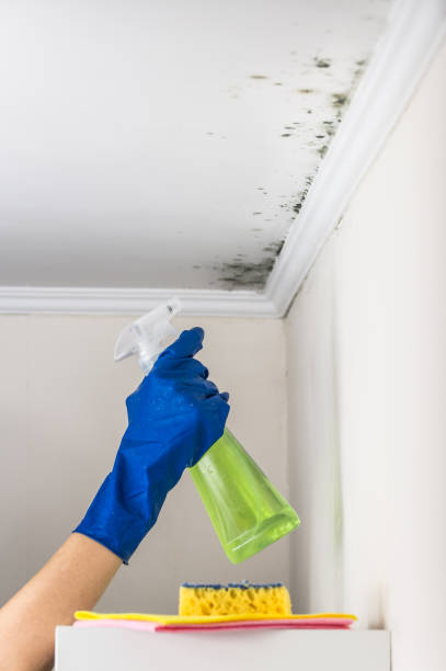 Best Fast Mold Removal  in Carle Place, NY